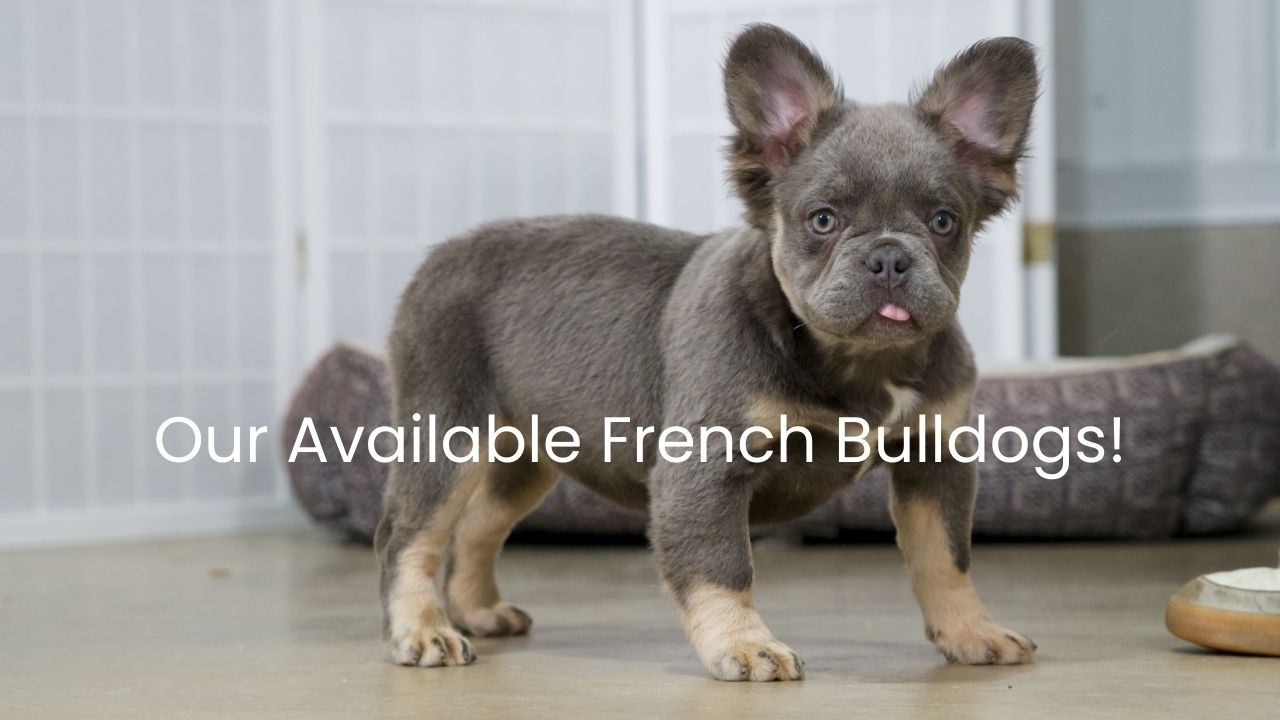Our Beautiful Available French Bulldogs!