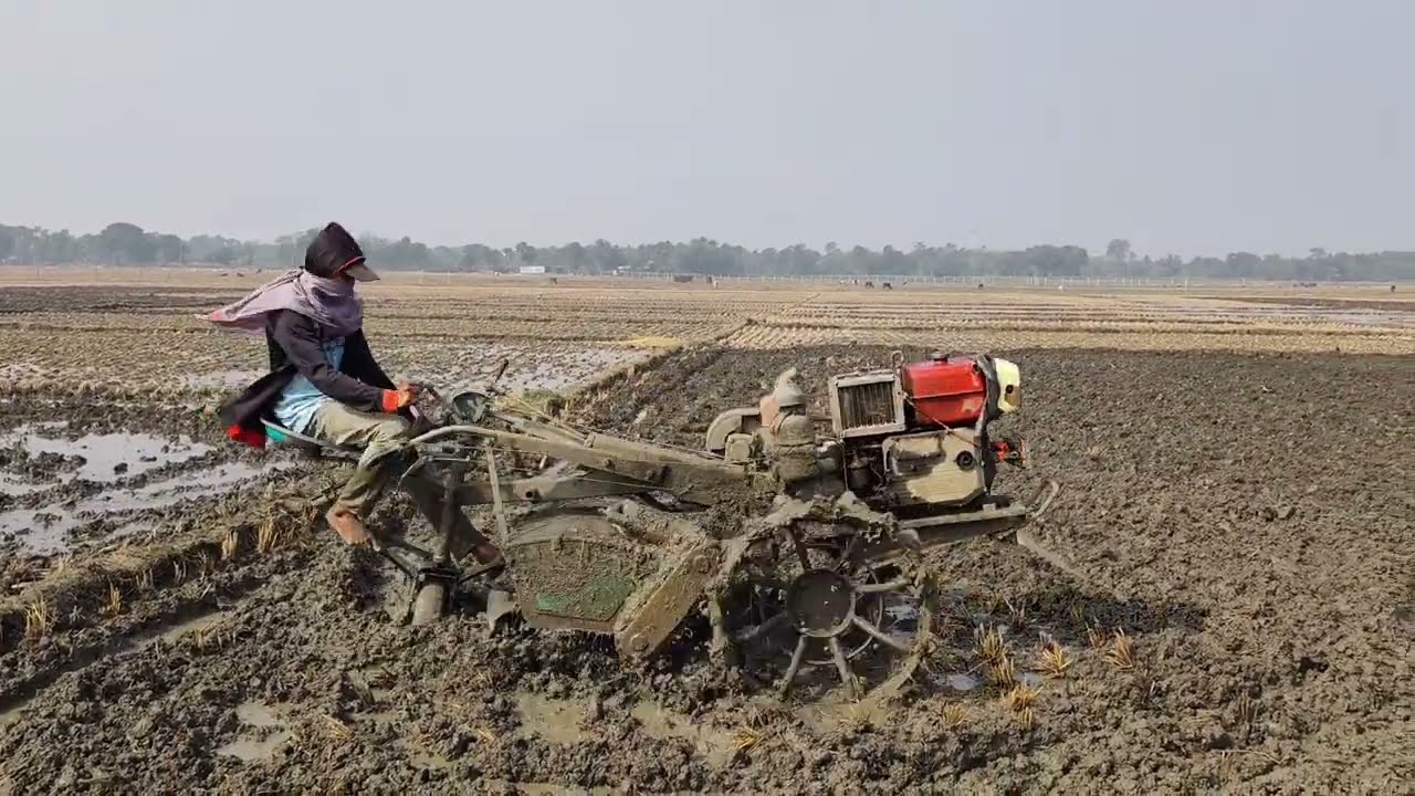 Modern Farming Preparing Paddy Fields with Power Tiller  ধান চাষের প্রস্তুতি