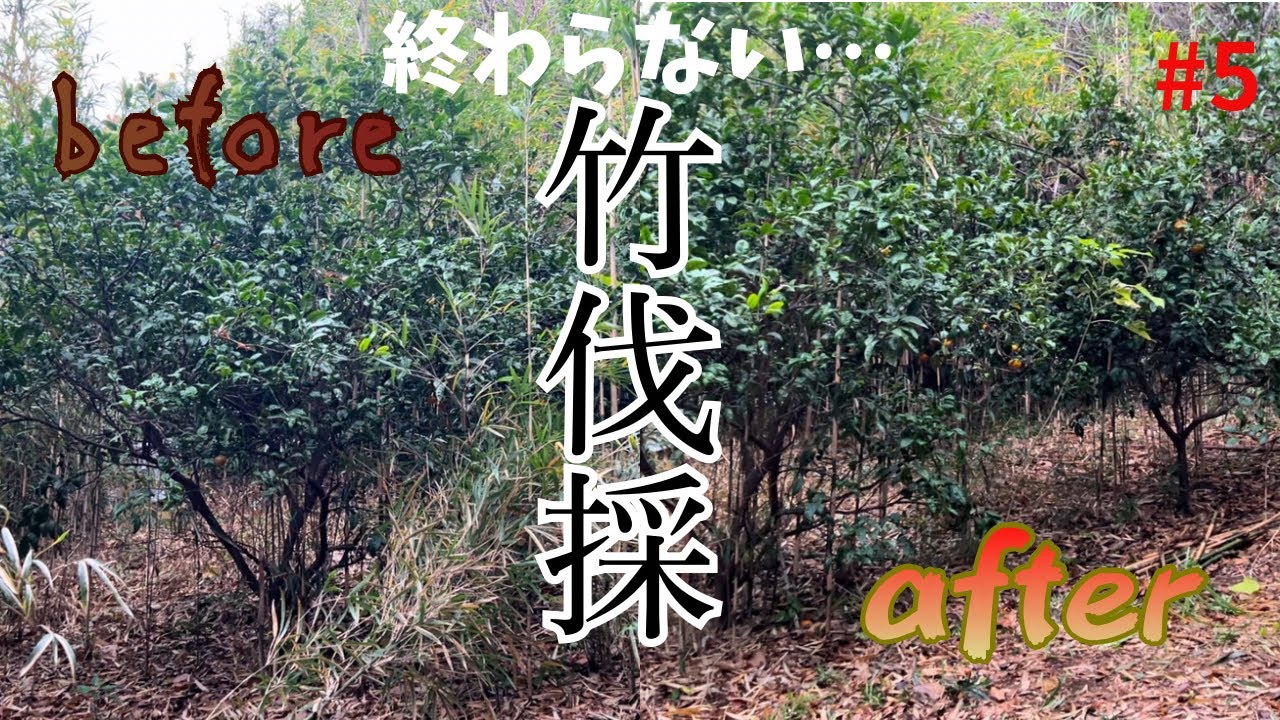 【終わりが見えない…竹に飲み込まれたみかん畑を娘と再生」】