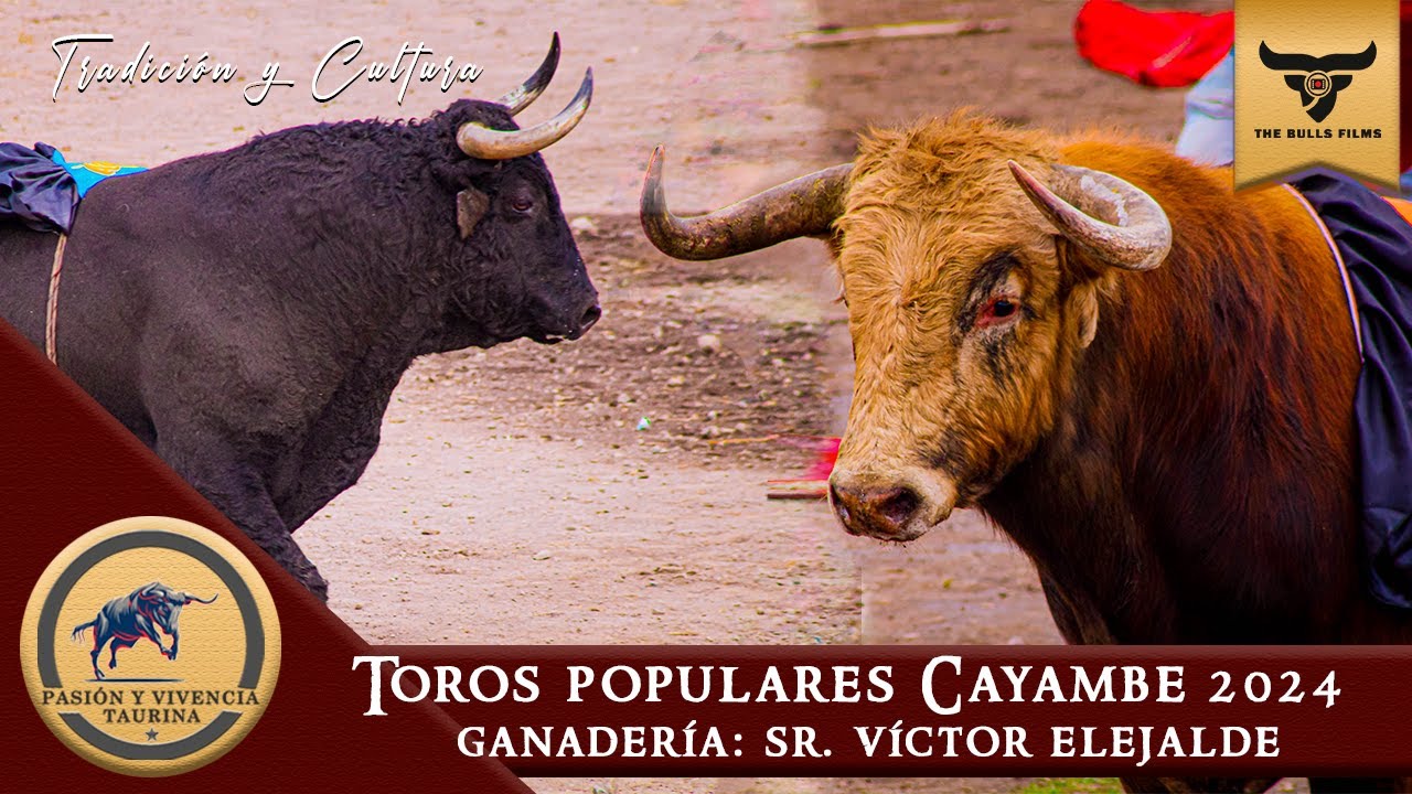 TOROS  POPULARES CAYAMBE 2024 || GANADERÍA SR. VÍCTOR ELEJALDE || CAYAMBE - ECUADOR