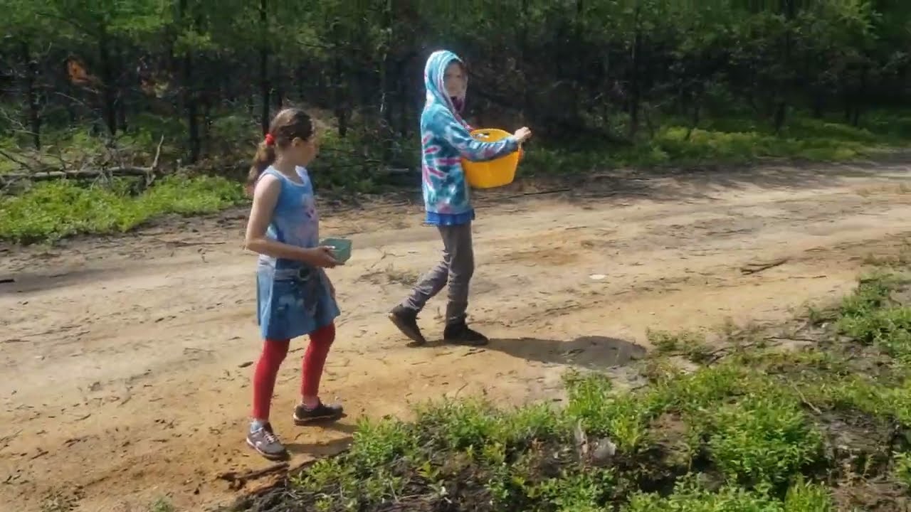 Wild blueberry picking in Northern Ontario