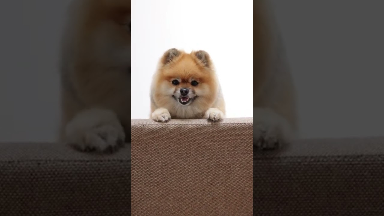 #totalbirds #viral #shorts #dog