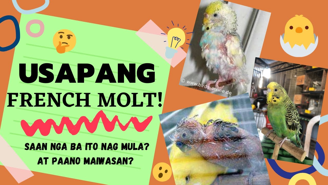 USAPANG FRENCH MOLT! SAAN NGA BA NAG UMPISA? ANO ANG SINTOMAS? AT PAANO MAIIWASAN? VLOG #38