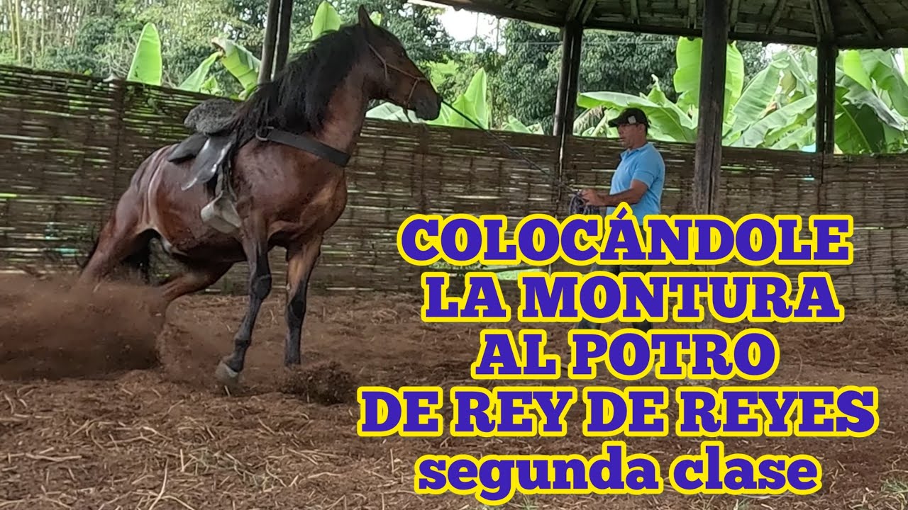 COLOCÁNDOLE LA MONTURA AL POTRO DE REY DE REYES segunda clase