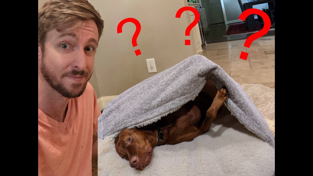 Snoozer Cozy Cave Dog Bed Full Review!!!!!