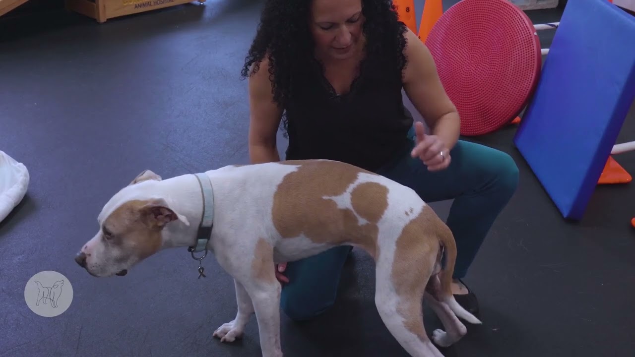 Weight Shifting: A Easy but Vital Exercise for Hind End Strength and Coordination