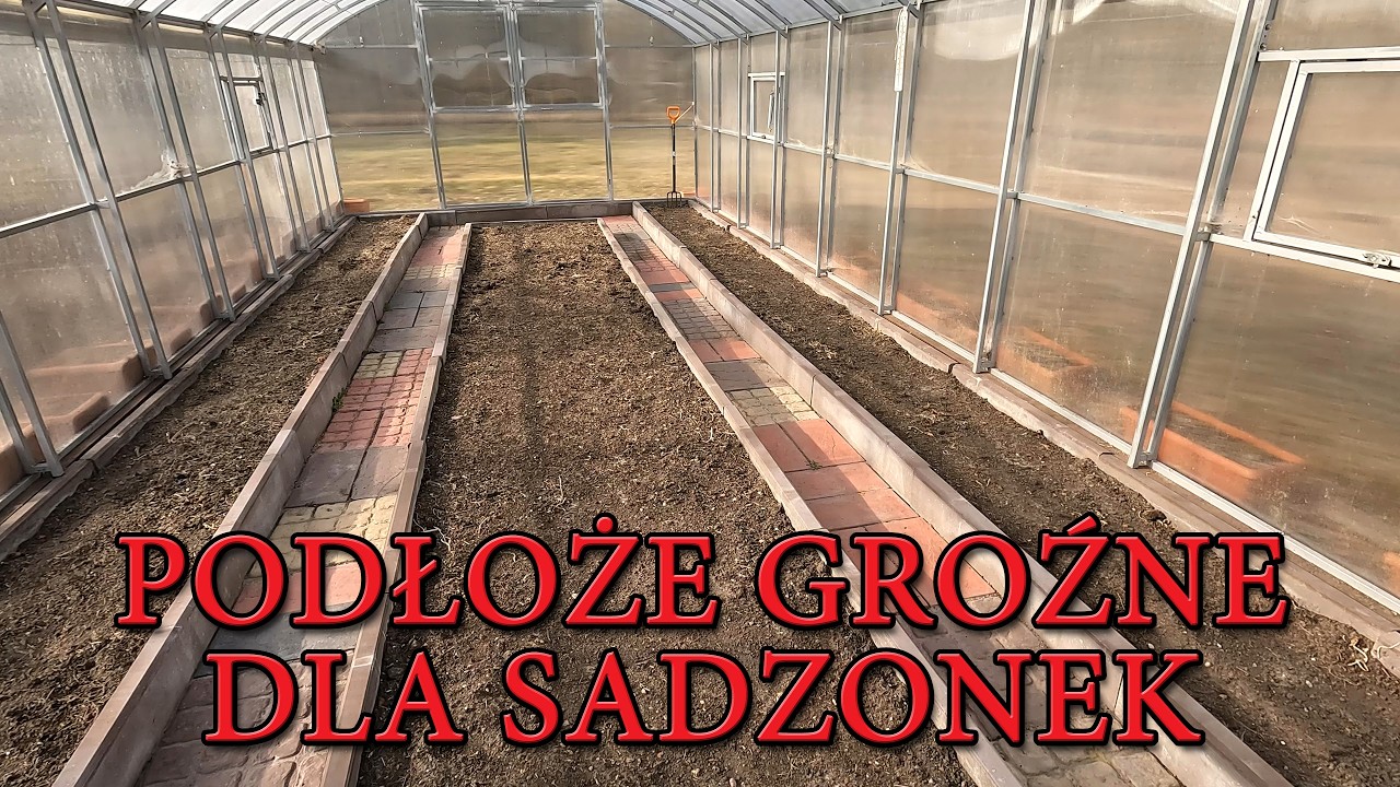 Podłoże groźne dla sadzonek. Przenawożenie rozsady. Choroby