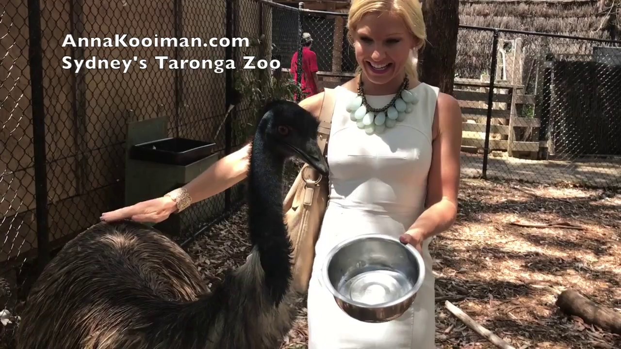 Koala Cuddles and Kangaroo Kisses at Sydney's Taronga Zoo