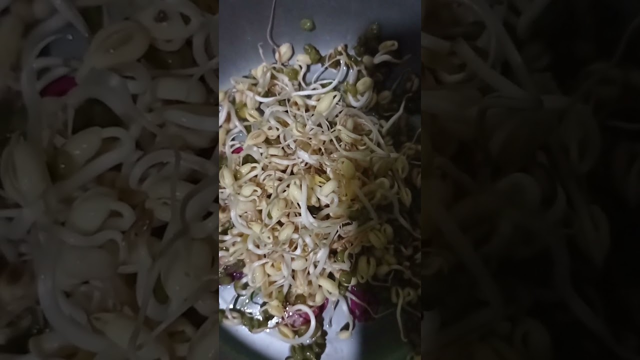 Pakan Alternatif toge untuk lobster