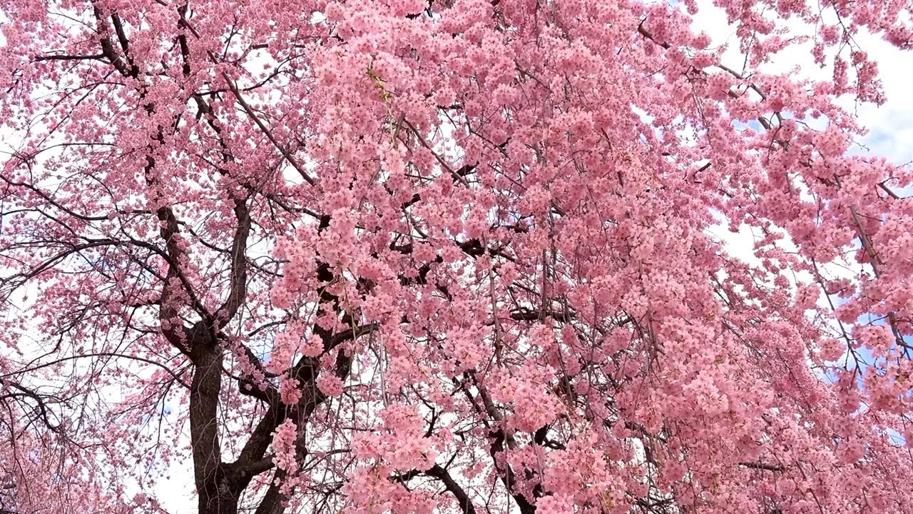 樱花树怎么种植，种植后怎样养护