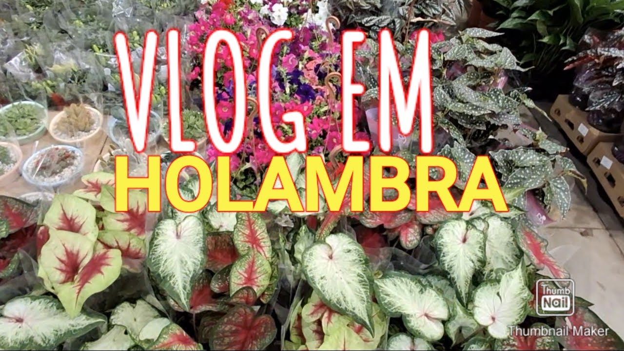 OLHA O QUE EU TROUXE DE HOLAMBRA