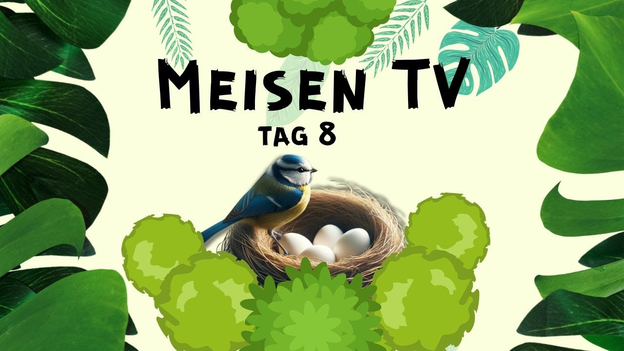 🐦 Tag 8: Vier Eier und volle Nestpflege!