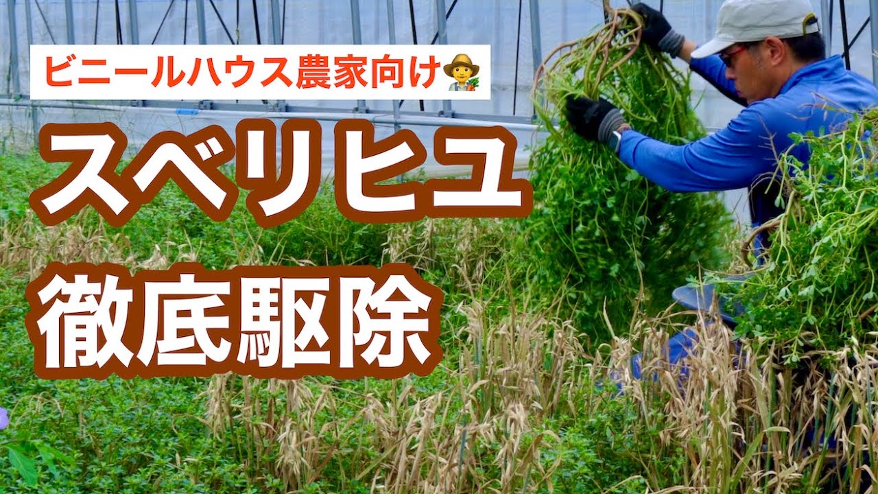 【ビニールハウスの除草】群生したスベリヒユは2段階で撃退！