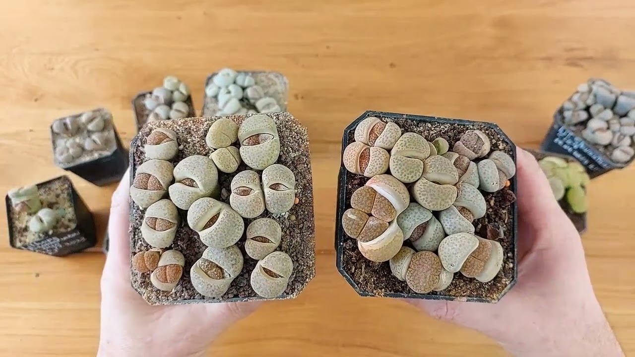 Пасхальный мониторинг литопсов.