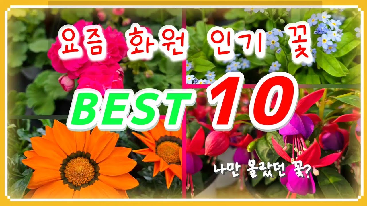 요즘 화원에서 제일 잘 나가는 꽃🌸 인기 베스트 10종. 