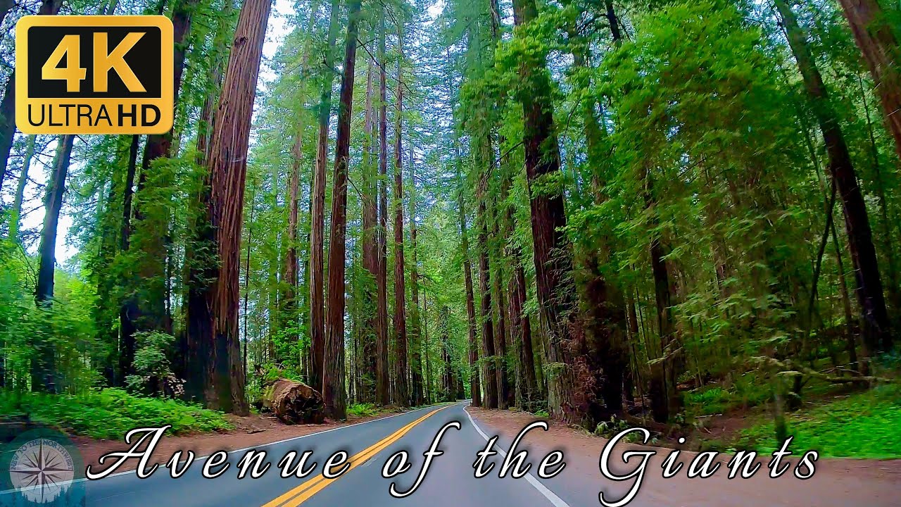 Avenue of the Giants Scenic Drive 4K - Redwoods State Park, CA