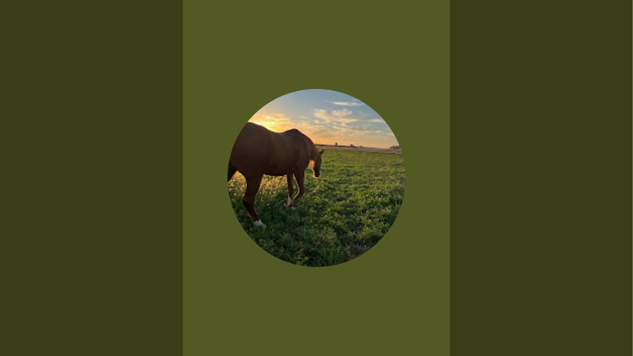 Horsie chores