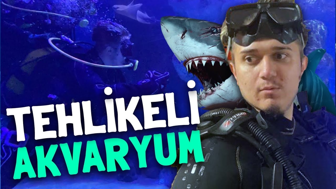 DEV KÖPEKBALIKLARI İLE YÜZDÜM ! - DALIŞ YAPTIM