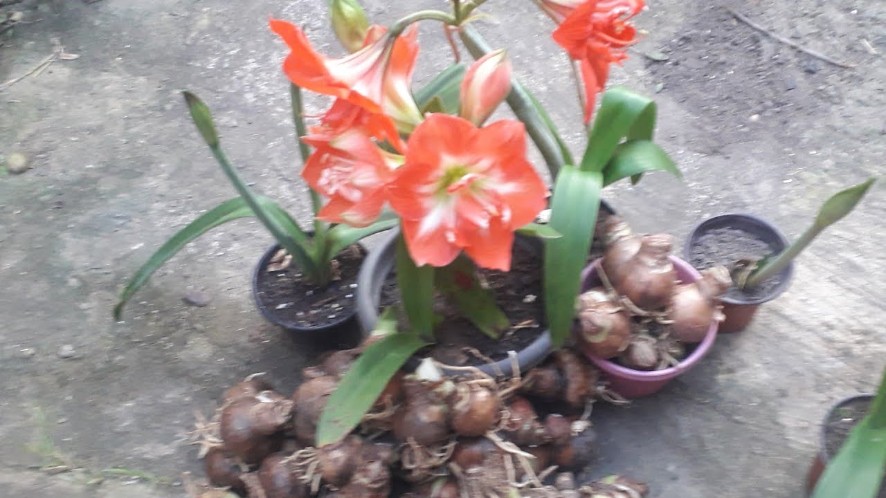 Nunca mais você vai perder seus bulbos de Amarílis!