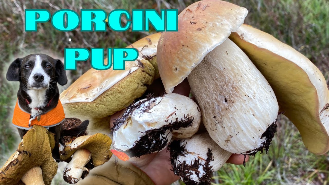 Boletes for Days! MUSHROOMS in the WA Cascades
