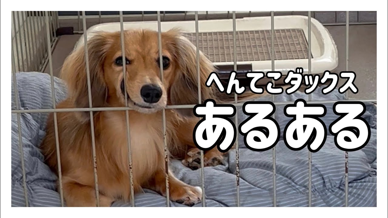 ちょっぴり変なダックスのあるある10選【カニンヘンダックスフンド】