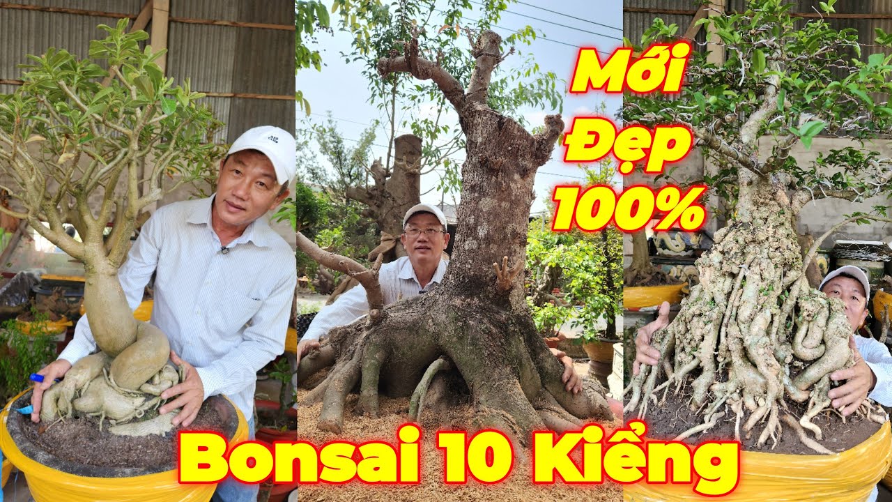 CHÚ MƯỜI | #0766920780 | QUÁ ĐẸP GỐC KIM GIÒN CỔ KHỦNG, LỘC VỪNG THÚ, MCT CỔ NU, SỨ, NGUYỆT, VÚ SỮA.