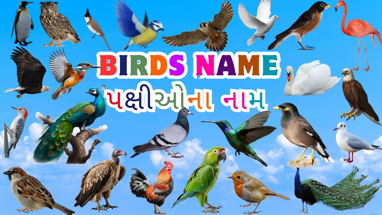 Birds name | પક્ષીઓના નામ | birds name and their specialty|પક્ષીઓના નામ અને તેની વિશેષતા|Birds sound