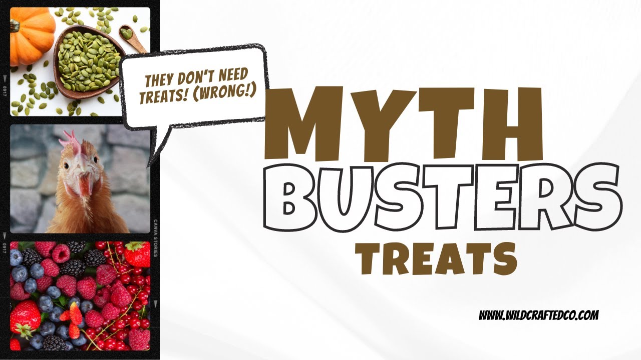 Myth Busters: Backyard Flock Edition - They Don't Need Treats! (Wrong!)