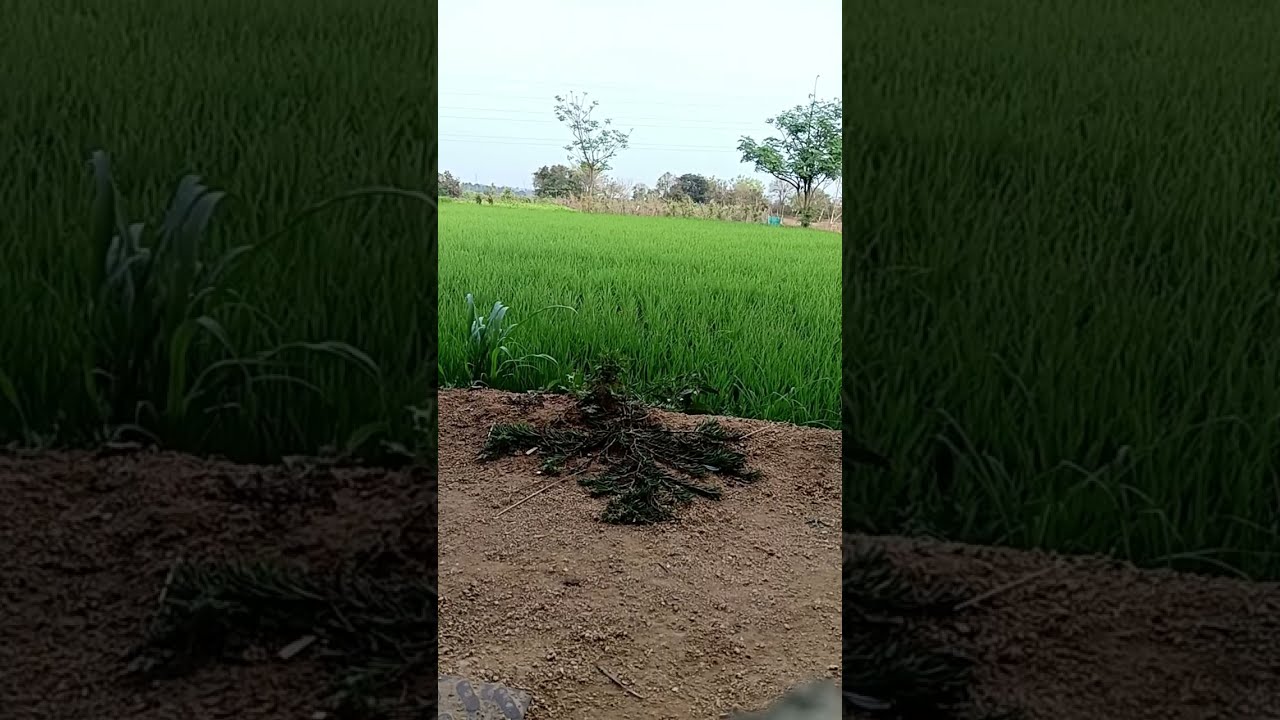 శ్రీ మతి రాధమ్మ  లైవ్ స్ట్రీమింగ్ చేస్తున్నారు!