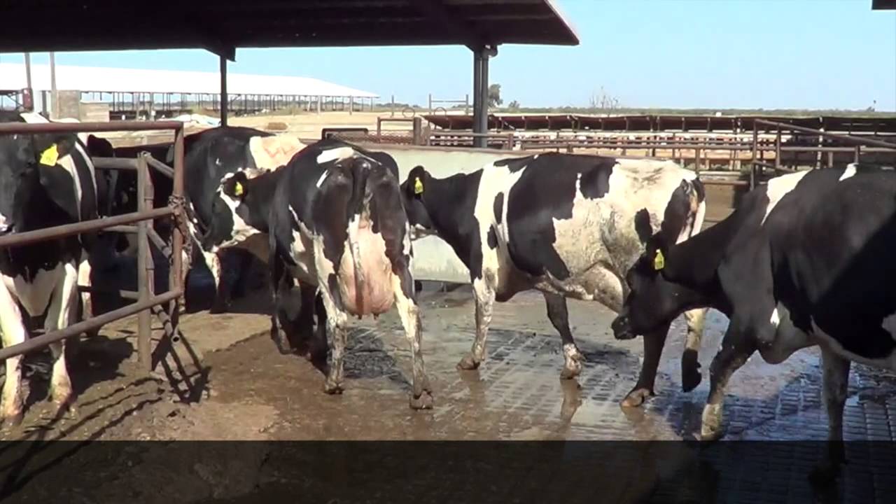 Manuel Soares Herd Dispersal Preview