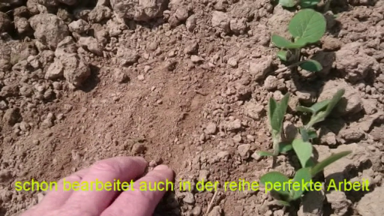 Biologischer Sojaanbau mit Hakenpflug 2016