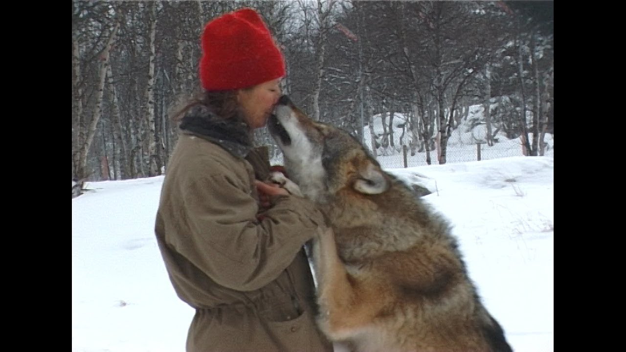 ASK og EMBLA på Langedrag 2001 - Feeding wolf from her mouth.