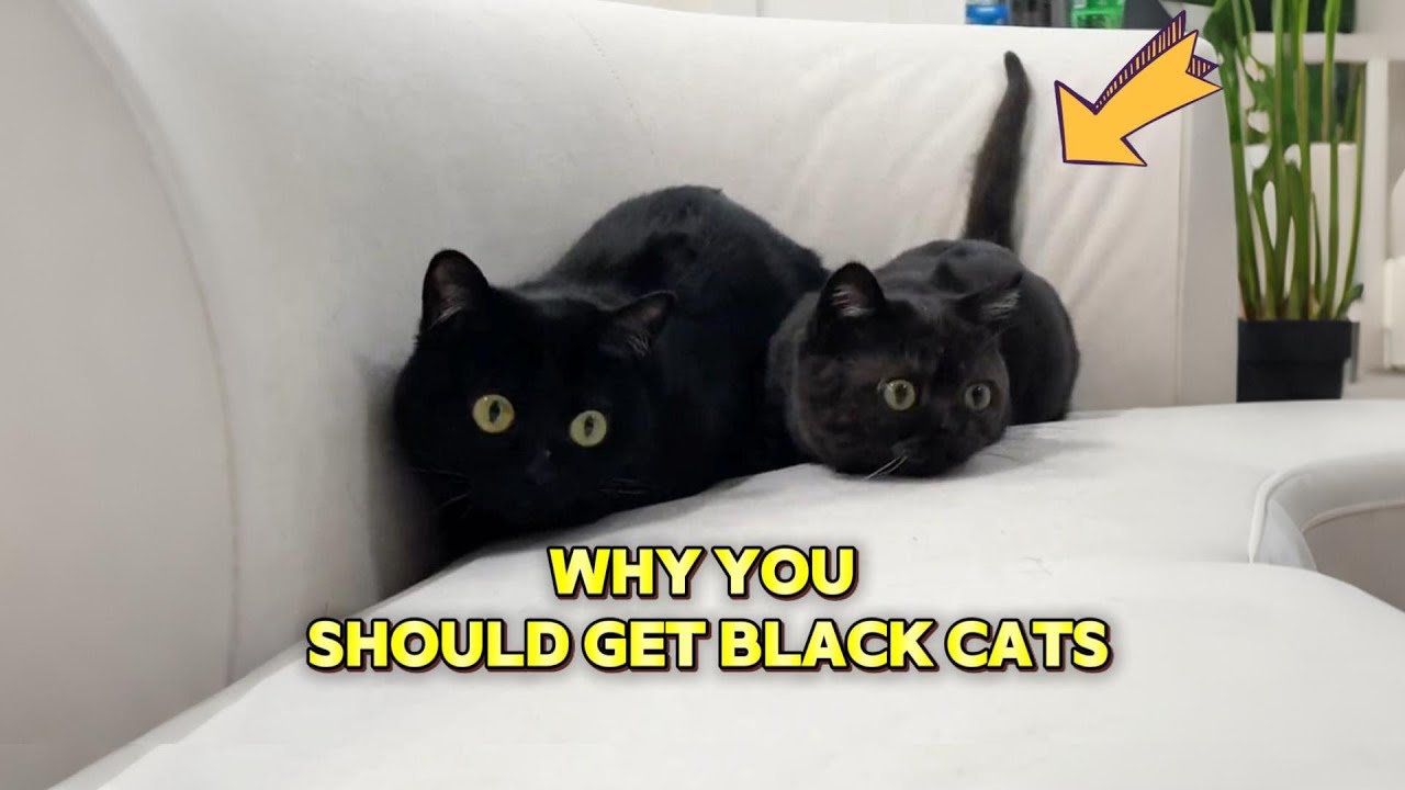 These black cats bring so much fun