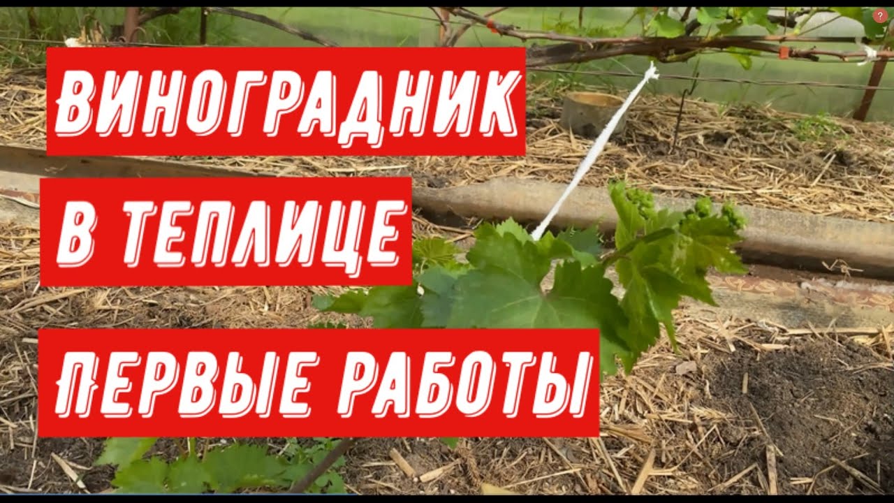 Виноградник в теплице. Первые работы