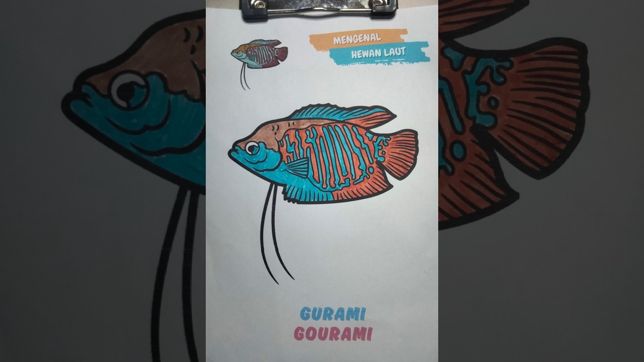 Tutorial Mewarnai Ikan Gurami dengan Spidol.
