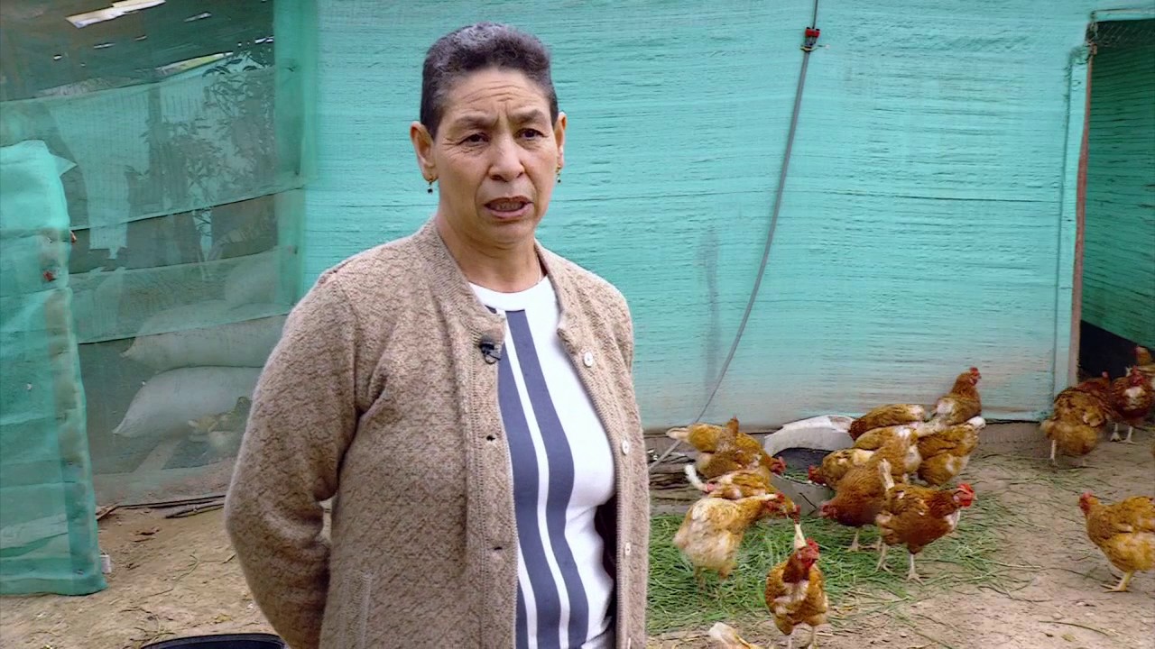 Administración de un gallinero familiar | La Finca de Hoy