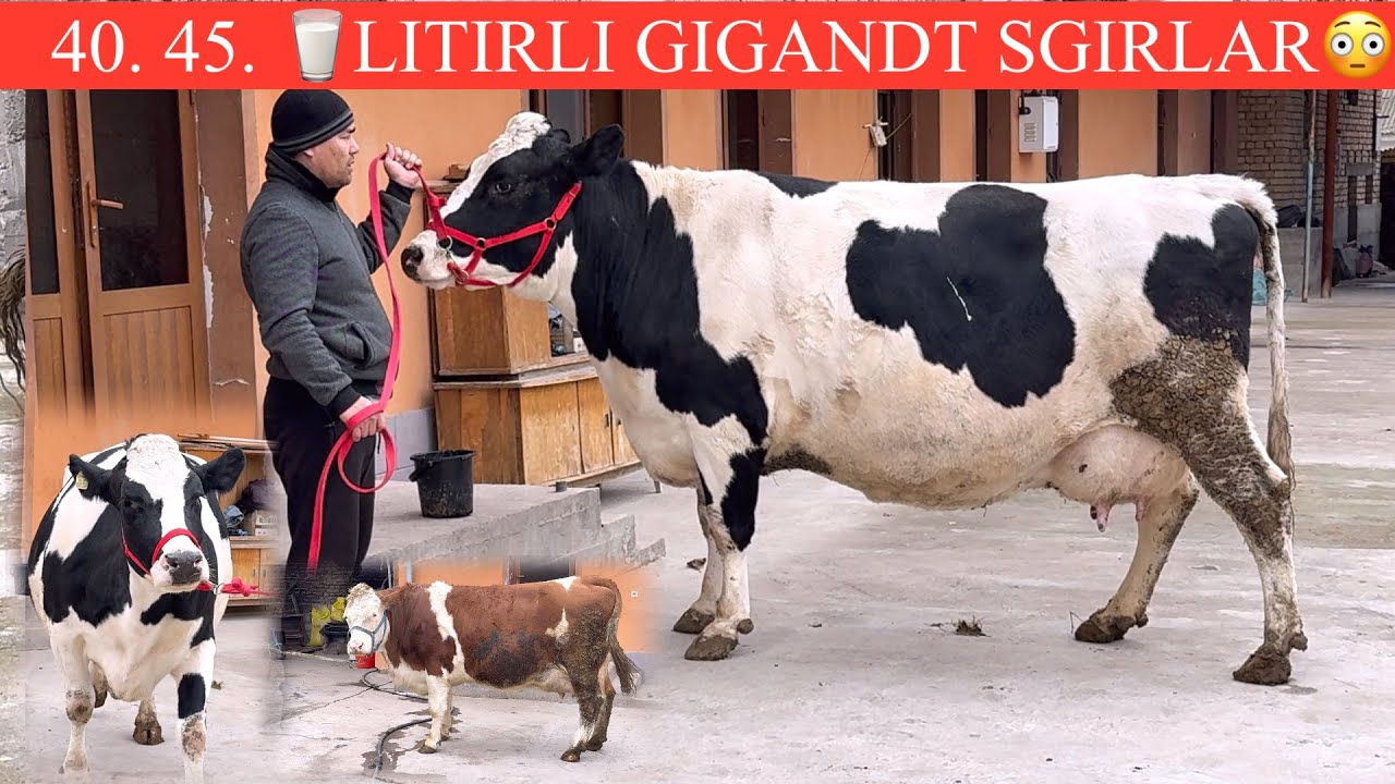 EGIZCHI SGIR EKAN BU KAMIGA ARZON AYTDI KOTTA FERMADA SIMMENTAL NEMIS SGIRLARI SHOSHILING😳🏃