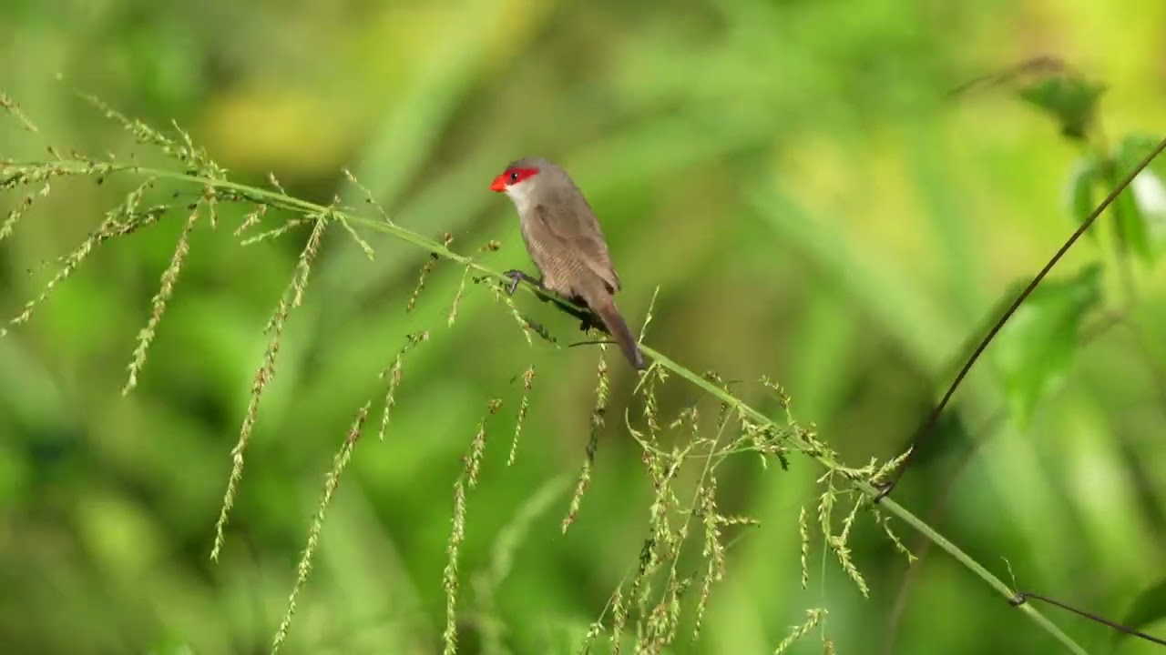 Moanalua Valley Birds - Common waxbill, Scaly-breasted munia, Red-billed leiothrix #birding #birds