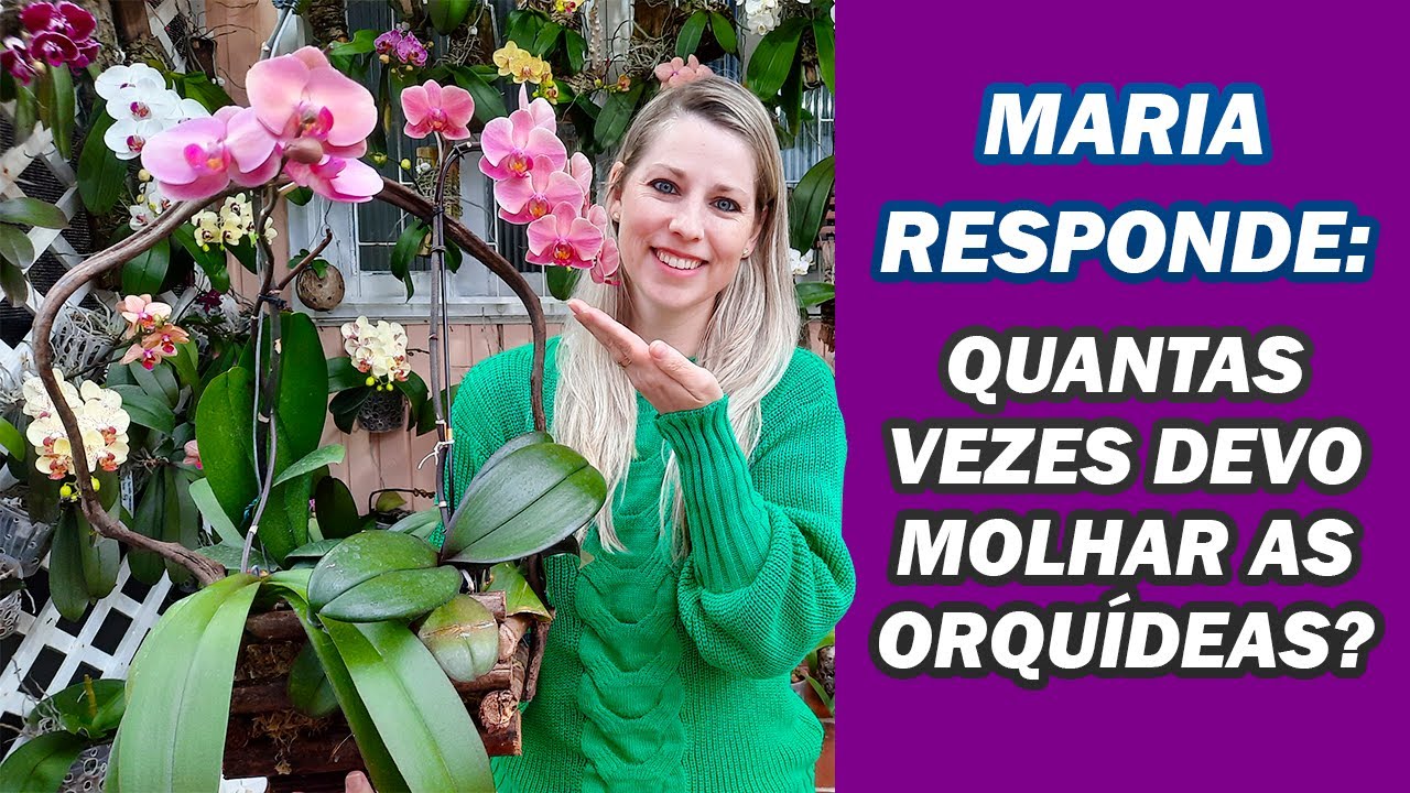 Respondendo Dúvidas sobre o Cultivo de Orquídeas - MARIA RESPONDE