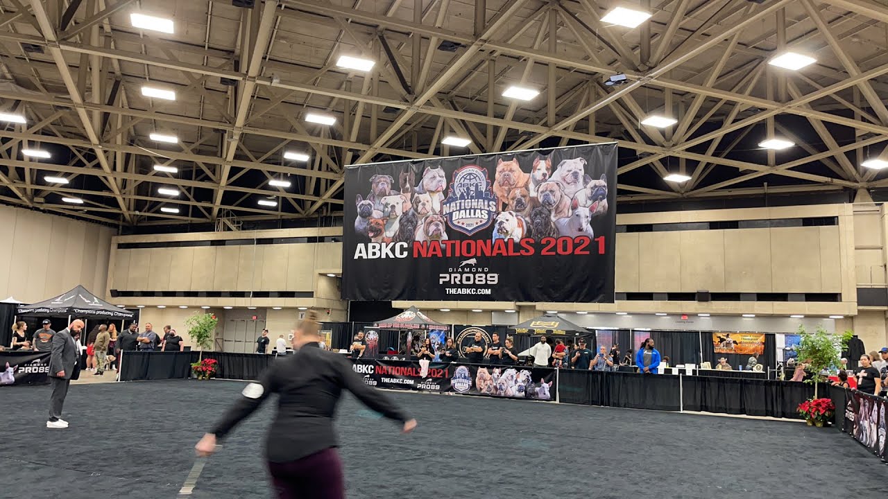 ABKC nationals 2021 OLD ENGLISH BULLDOG CLASS