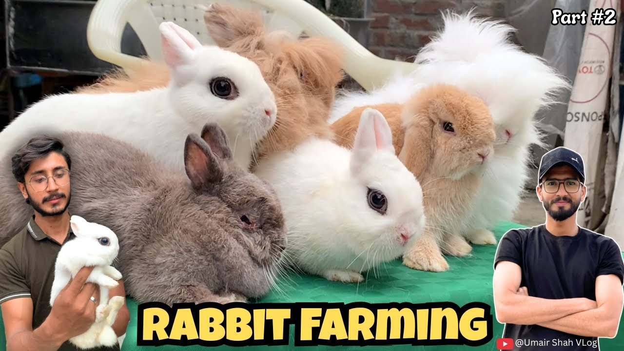 Rabbit farming Business | Rabbit video | Pet vlog |Rabbit