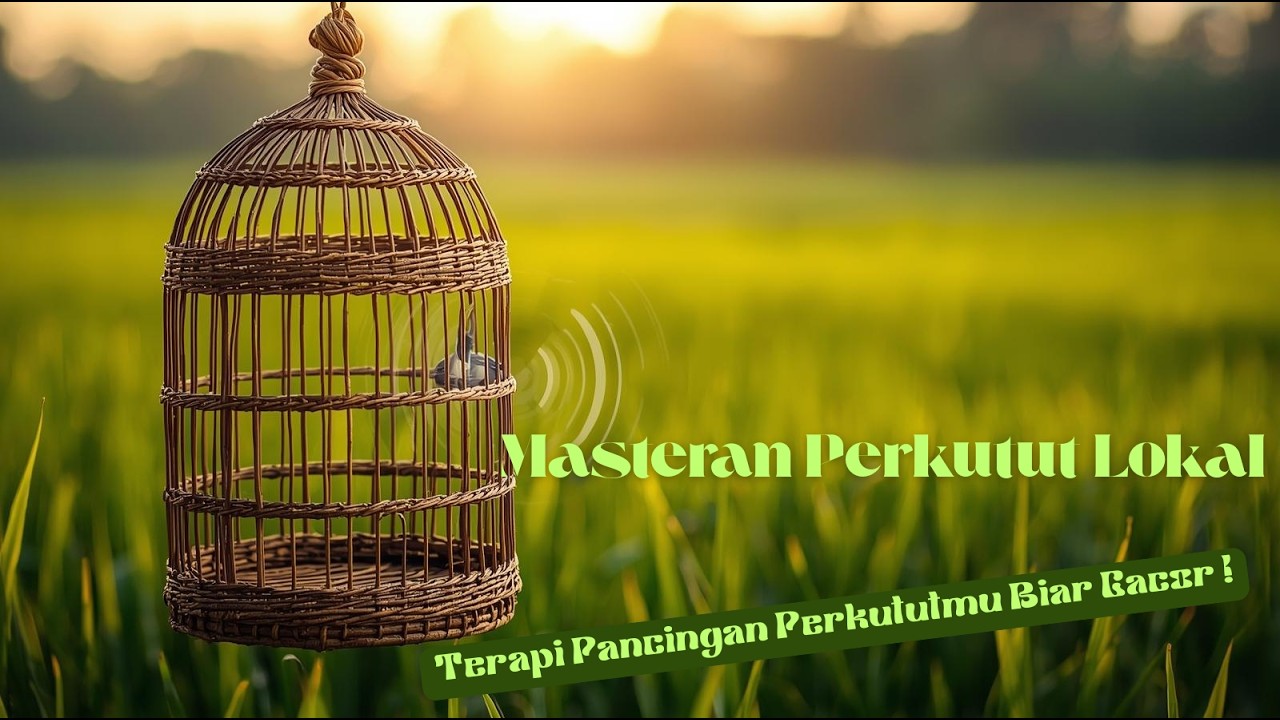 Terapi Masteran Perkutut lokal jamin nyaut ! #1