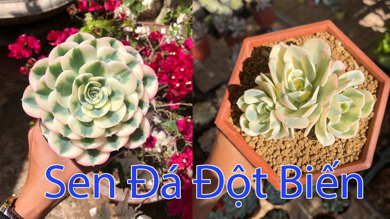 succulent Gia Nghia | Một loại sen đột biến cực xịn
