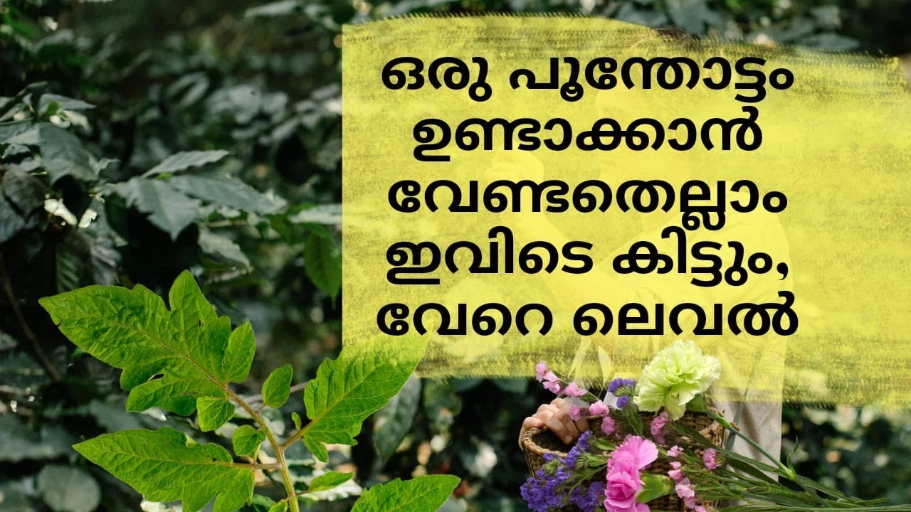 മുറ്റം മനോഹരമാക്കാൻ വേണ്ടുവോളം ചെടികൾ /ഫല വൃക്ഷ തൈകൾ #agro farm malayalam