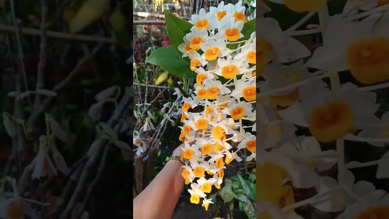 0967500016ရန်ကုန်တောင်ဒဂုံ