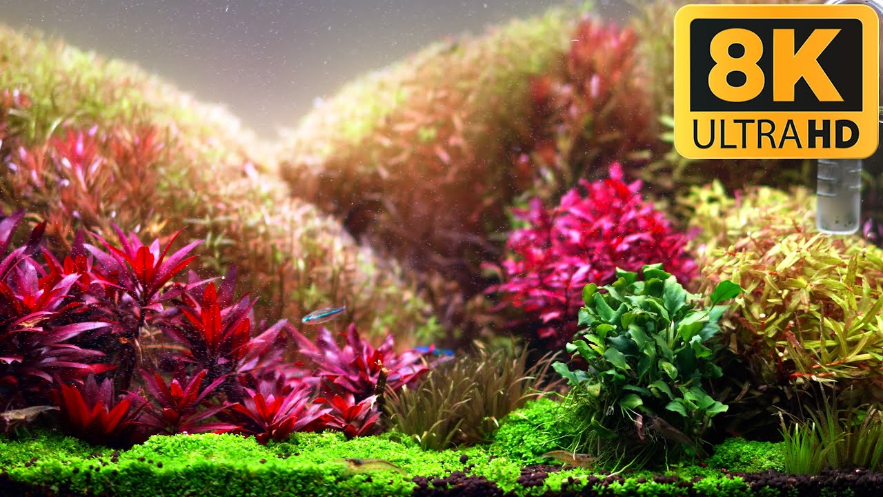 Аквариум с растениями превратился в акваскейп в голландском стиле