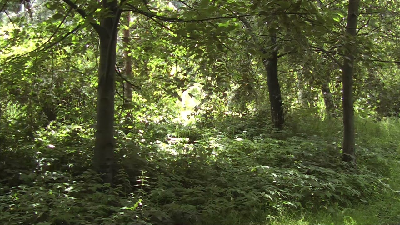 Sunny Nature - Relaxation Ambient - 1080p Free Footage