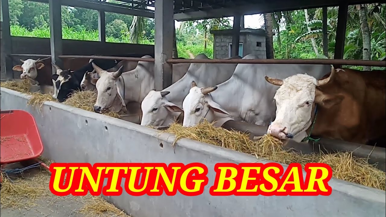 BREDING ‼️LEBIH MENGGIURKAN 💥💥