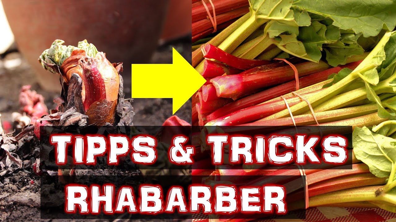 Rhabarber - Tipps und Tricks | So baust du Rhabarber an | Wichtige Fragen und Antworten zu Rhabarber