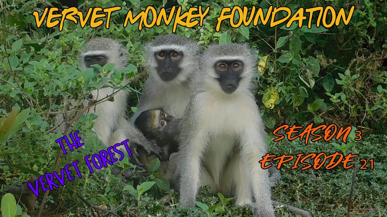 #BabyMonkey Terk returns to foster Mom , Rene and button at home in Skunkey Enclosure season 3 ep21